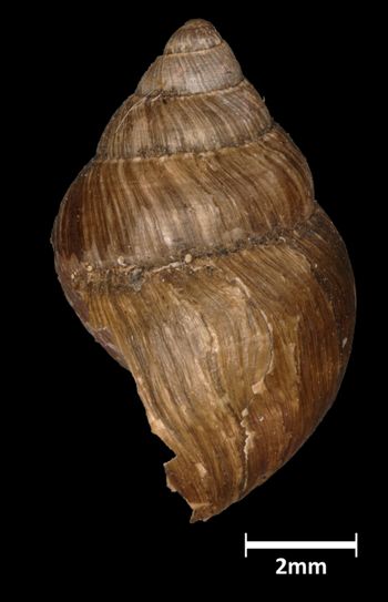 Media type: image;   Malacology 294929 Aspect: lateral